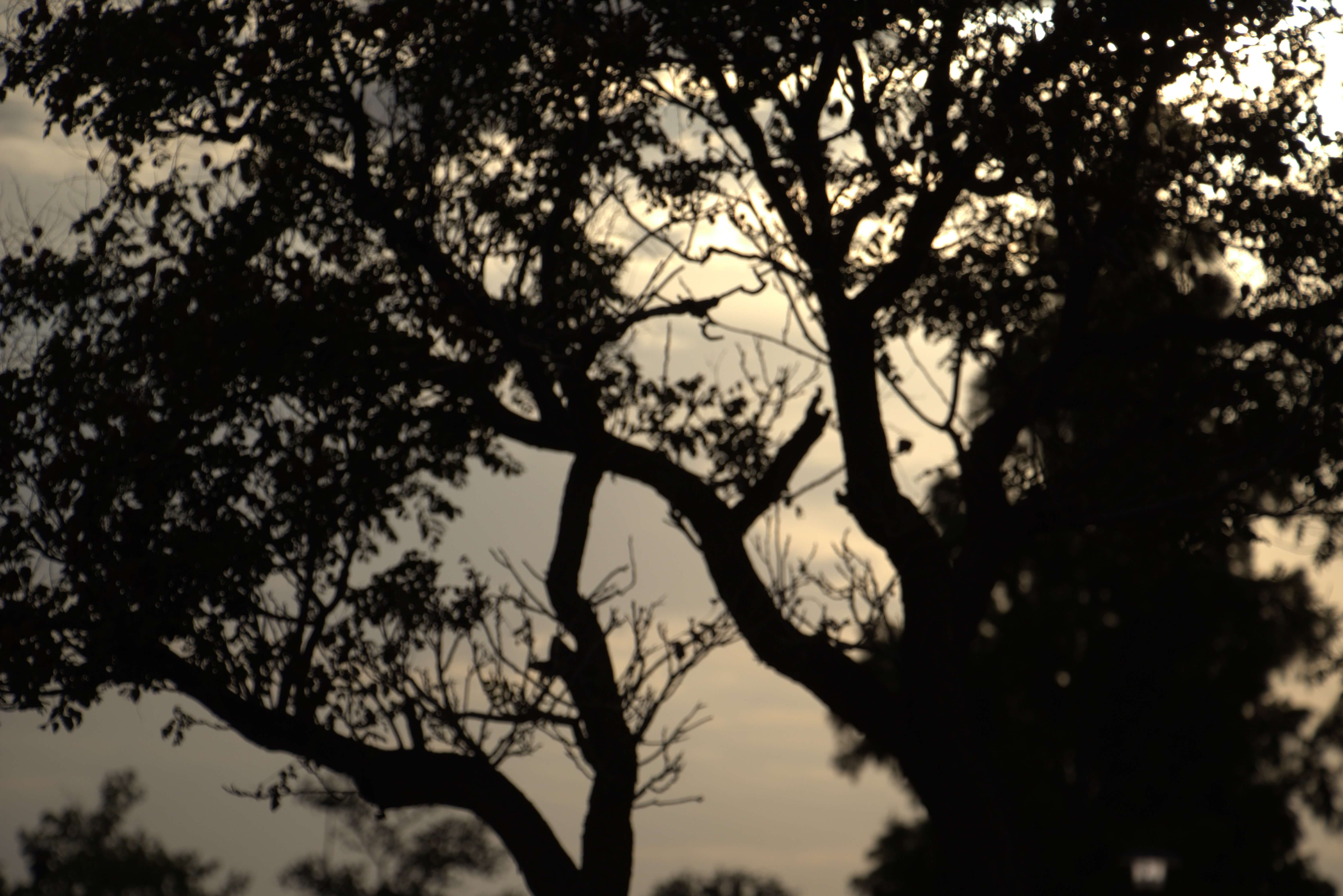 A closeup of tree branches with a bright light shining through them